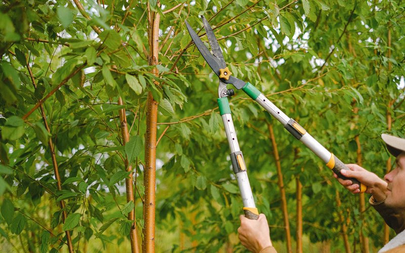 Tree trimming in Russell, NY
